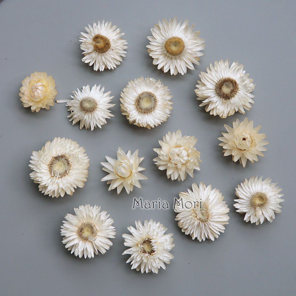 Natural Dried Colorful Chrysan - Baby Product review and price