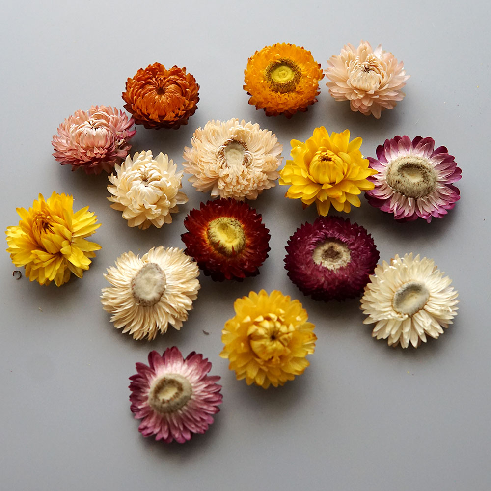 Natural Dried Colorful Chrysan - Baby Product review and price