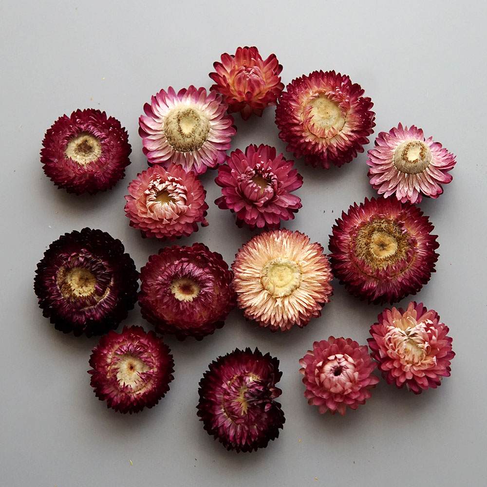 Natural Dried Colorful Chrysan - Baby Product review and price