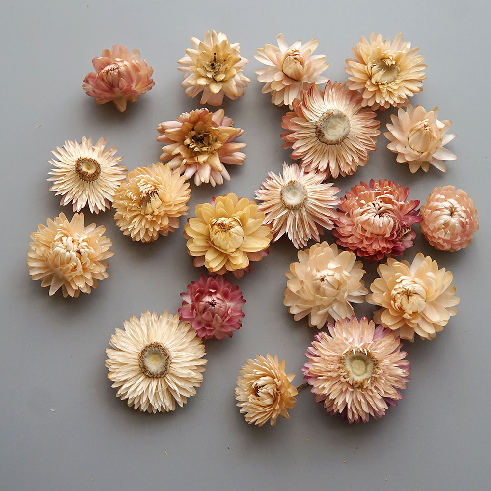 Natural Dried Colorful Chrysan - Baby Product review and price
